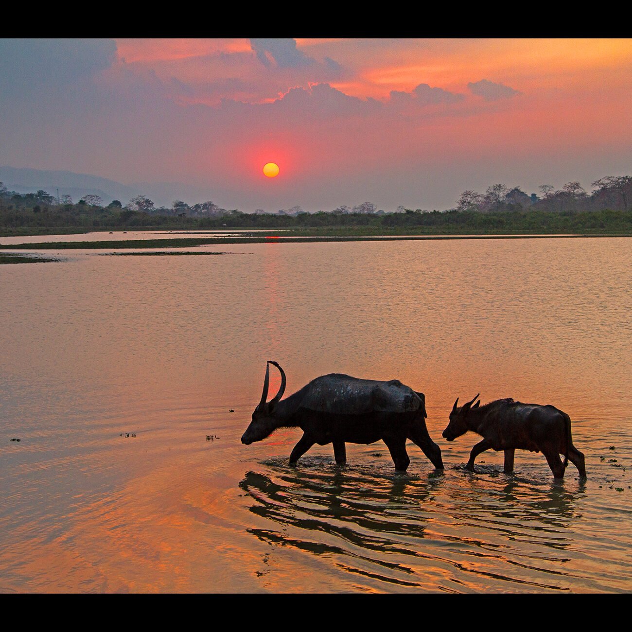 Wild Buffalos, Kaziranga