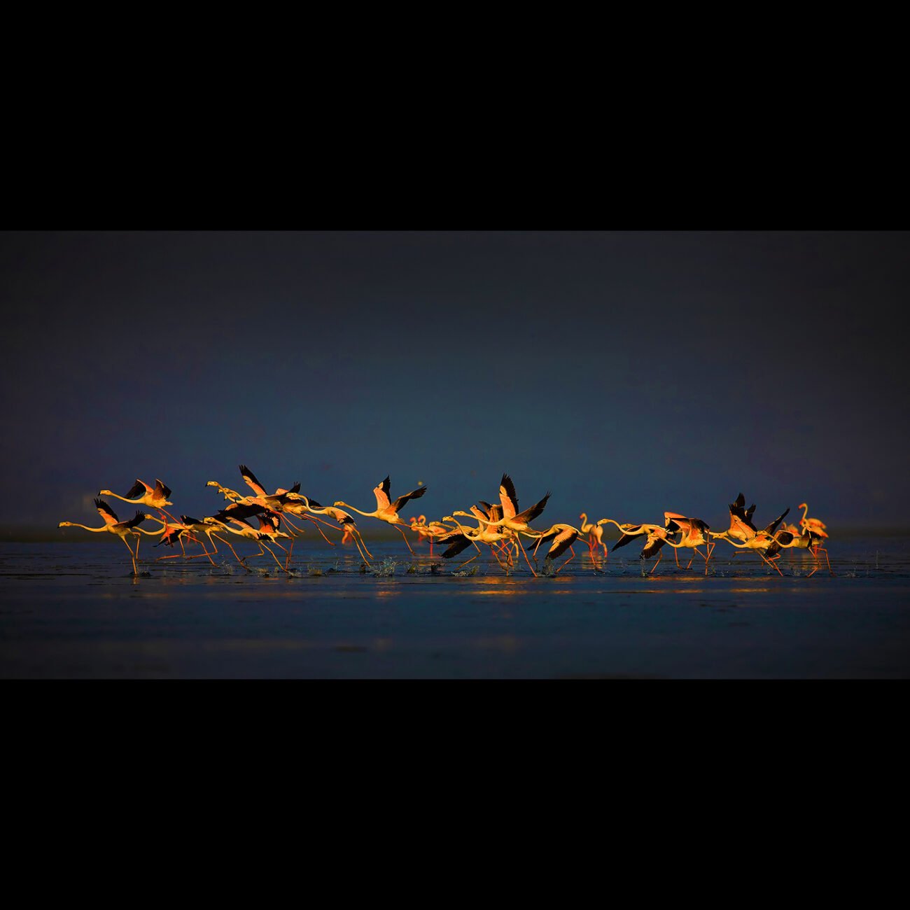 Flamingoes in Pulicat