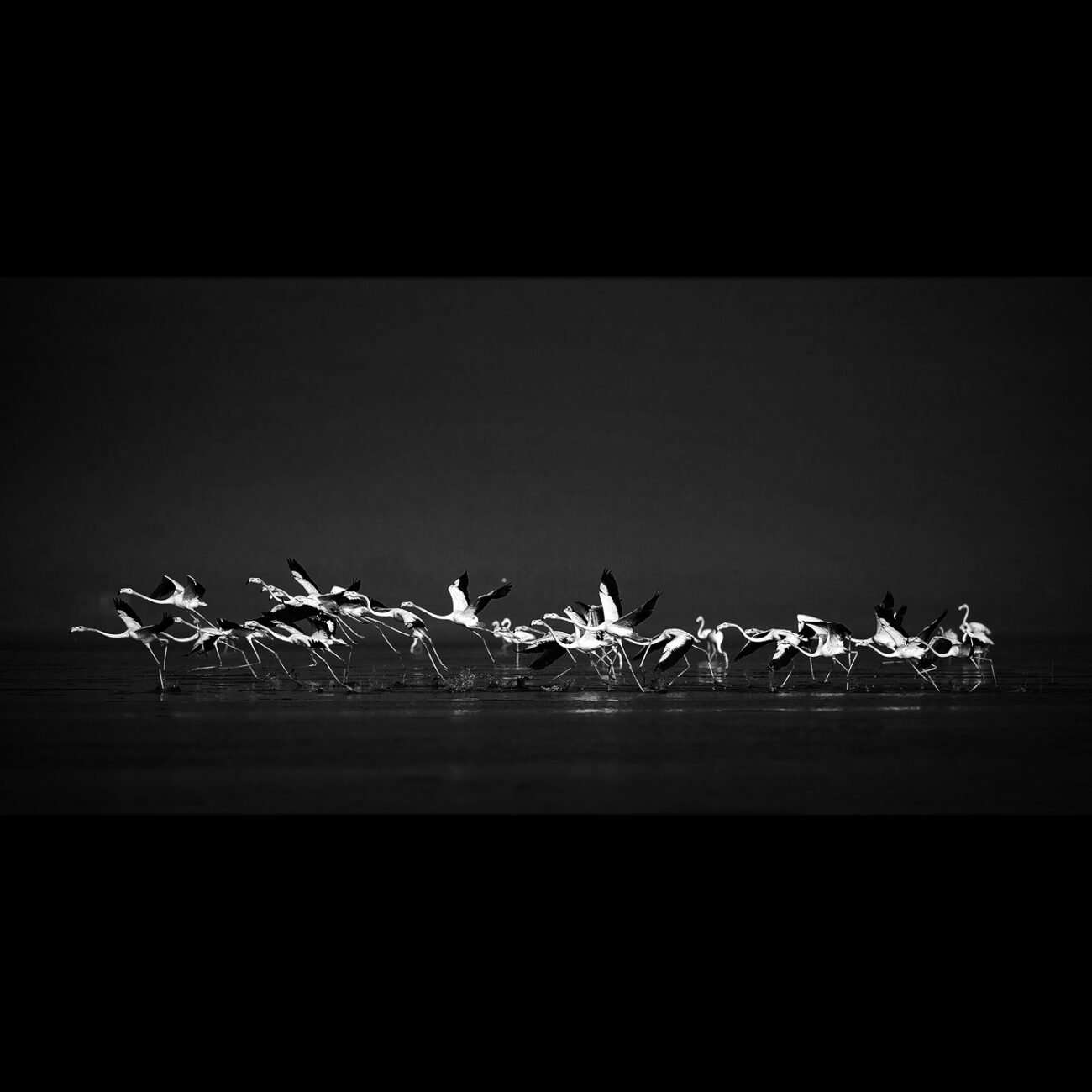 Flamingoes in Pulicat