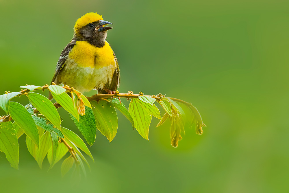 Read more about the article Baya Weaver, Bengaluru