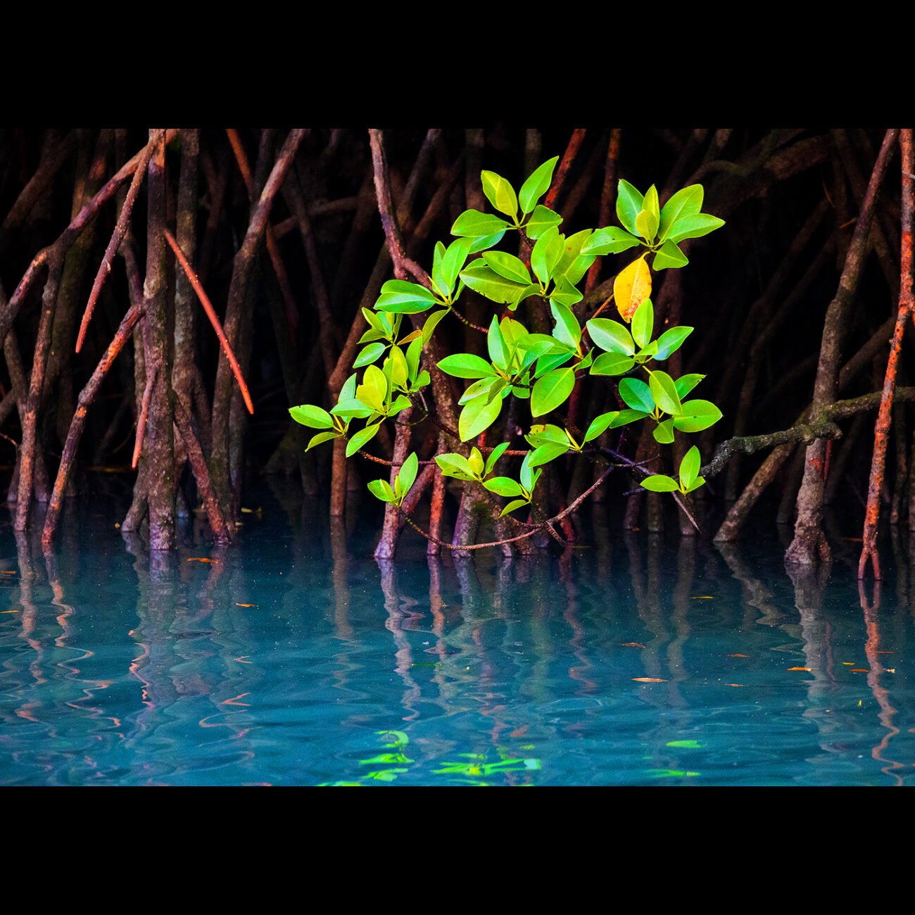 Life in the mangroves