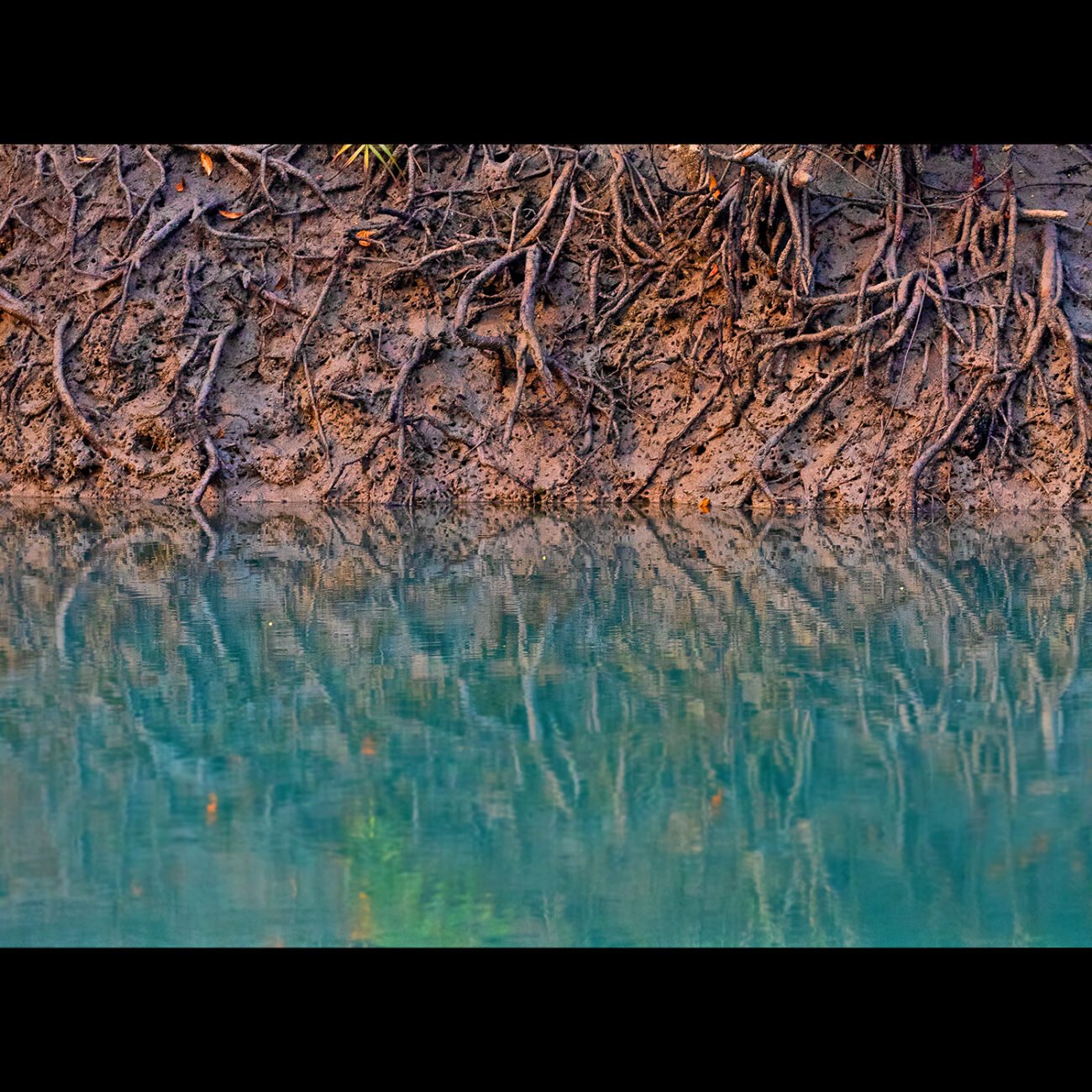 Blue Soil