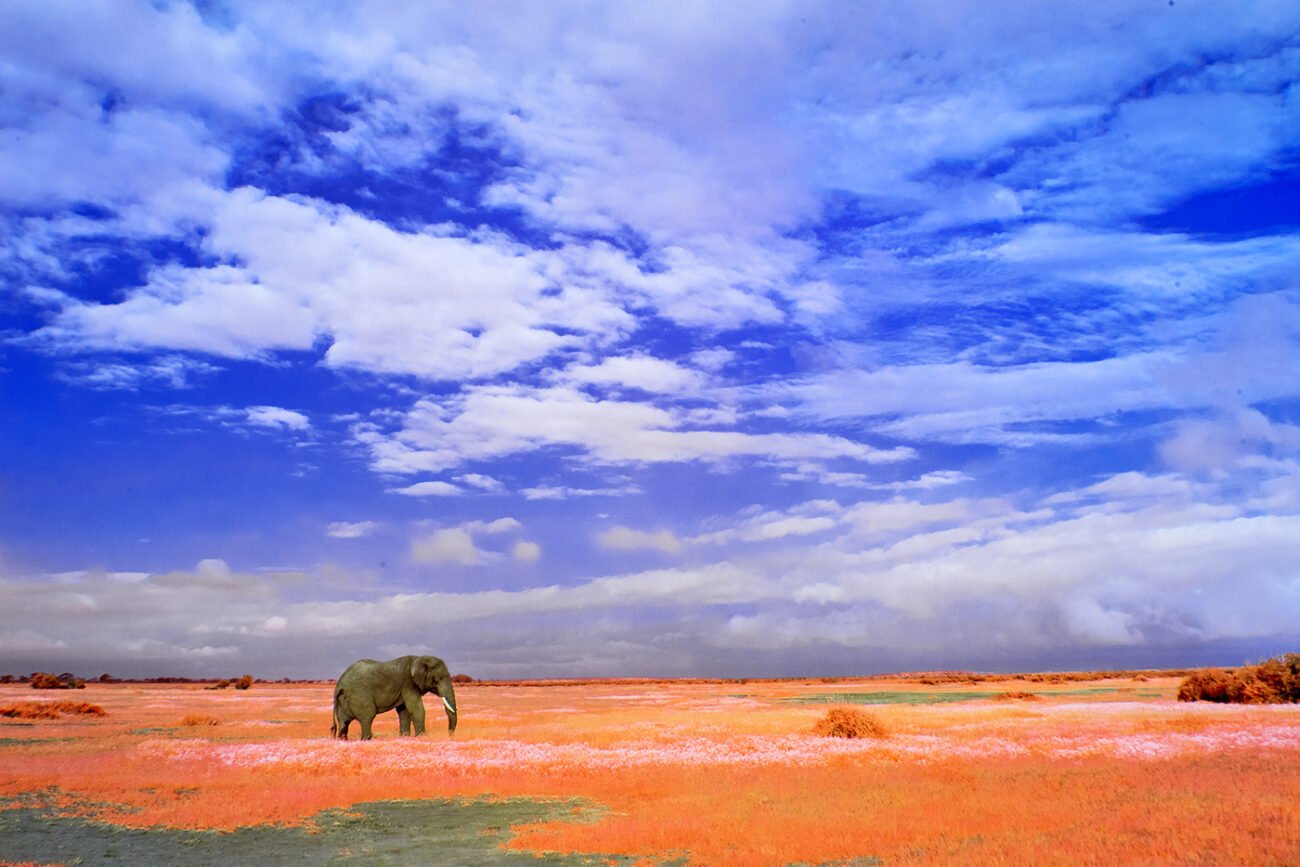 Amboseli elephant