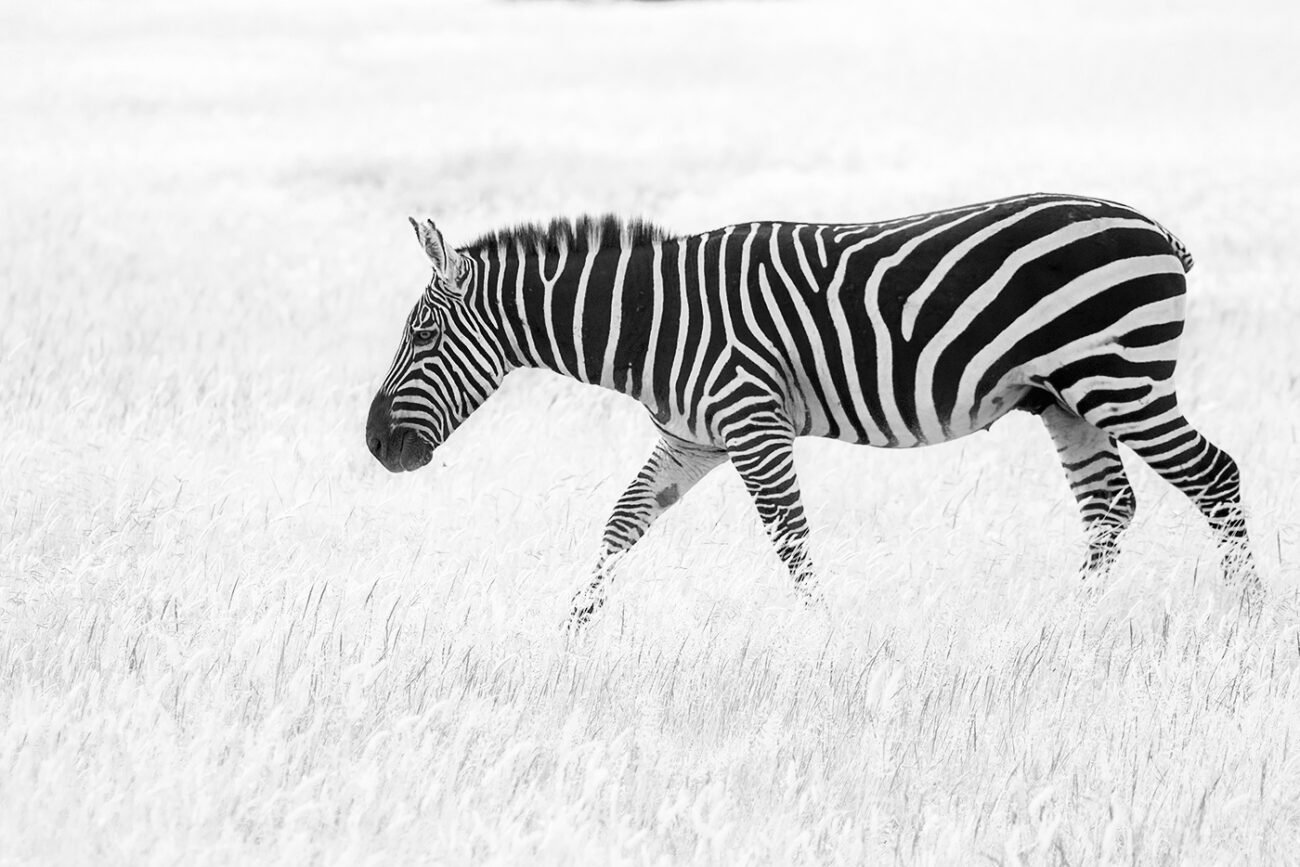 Zebra crossing