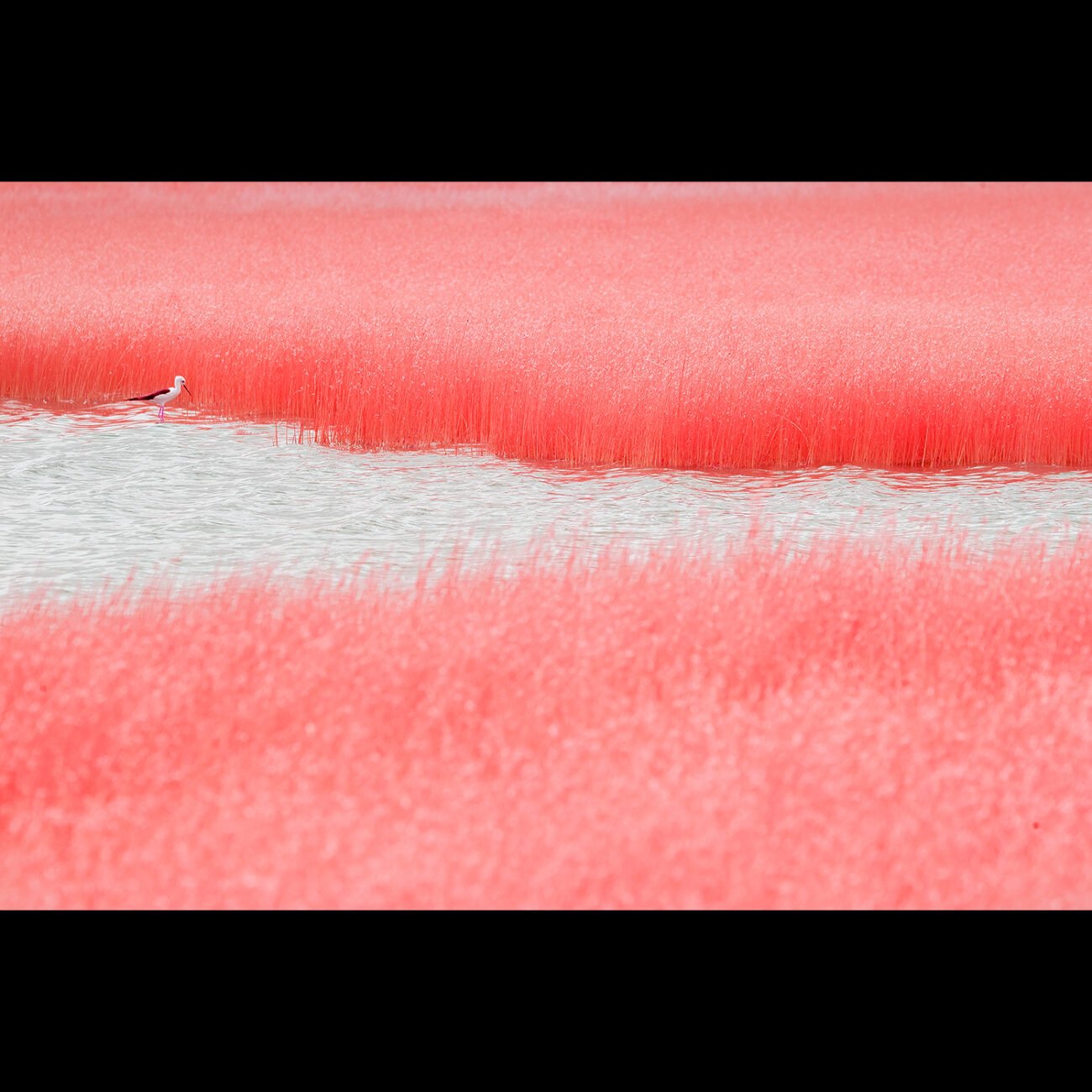 Red Stilt