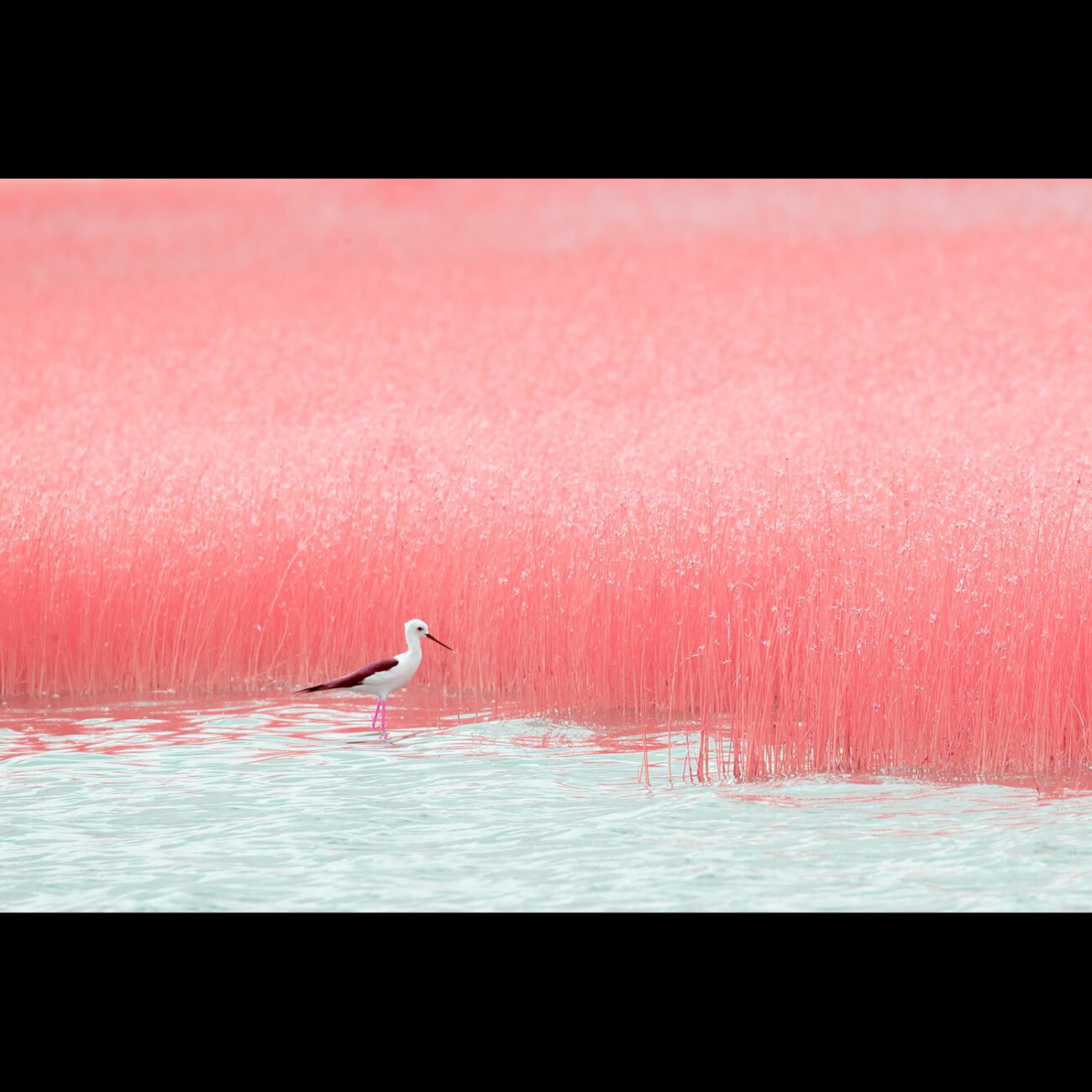 Red stilt