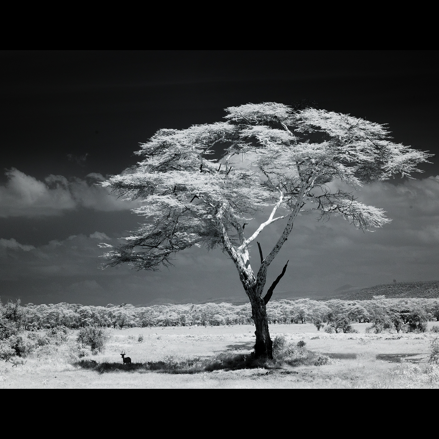 Read more about the article on a tree shadow