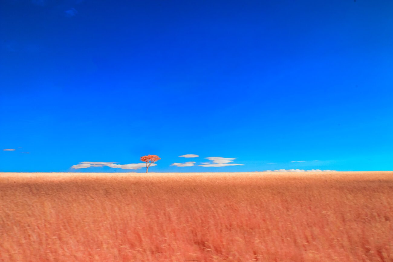 Masai Mara Dreams