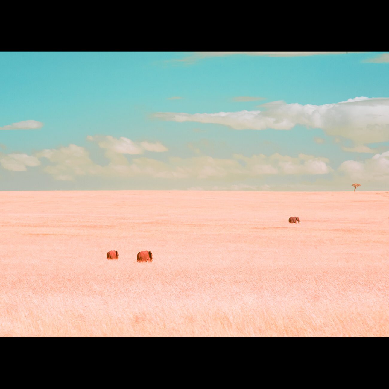 The expanse