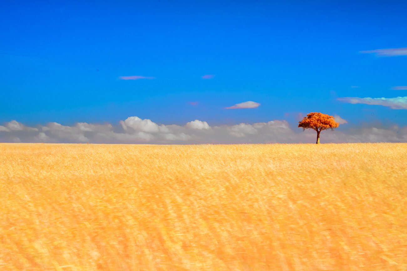 Dreams of Masai Mara