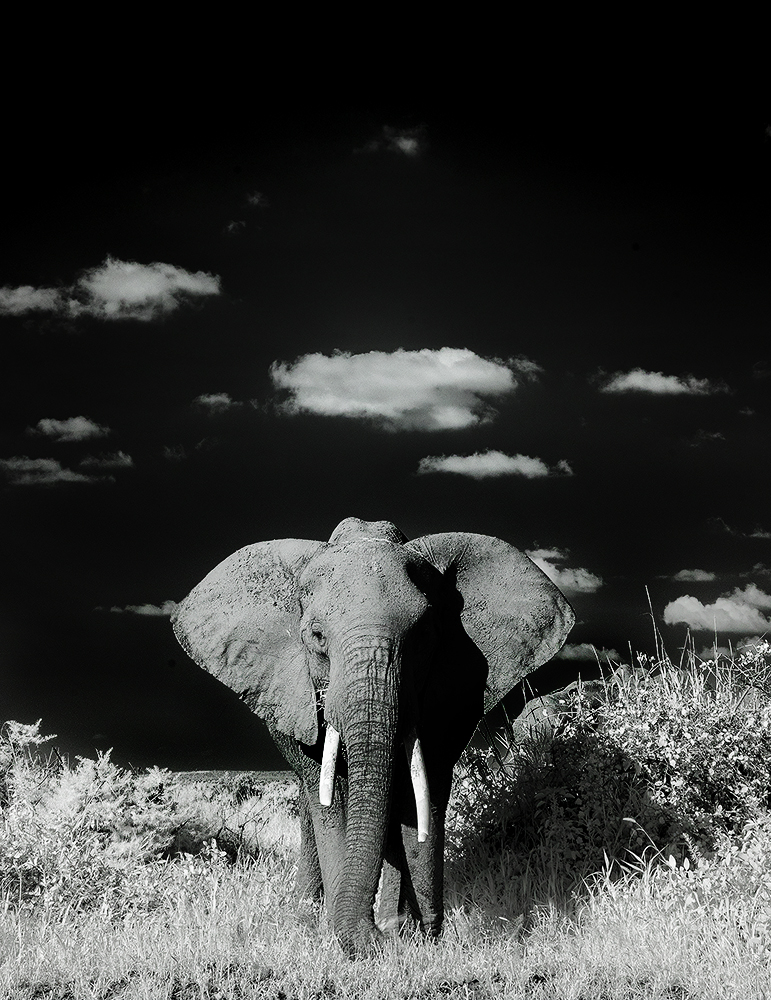 Read more about the article Amboseli Elephant