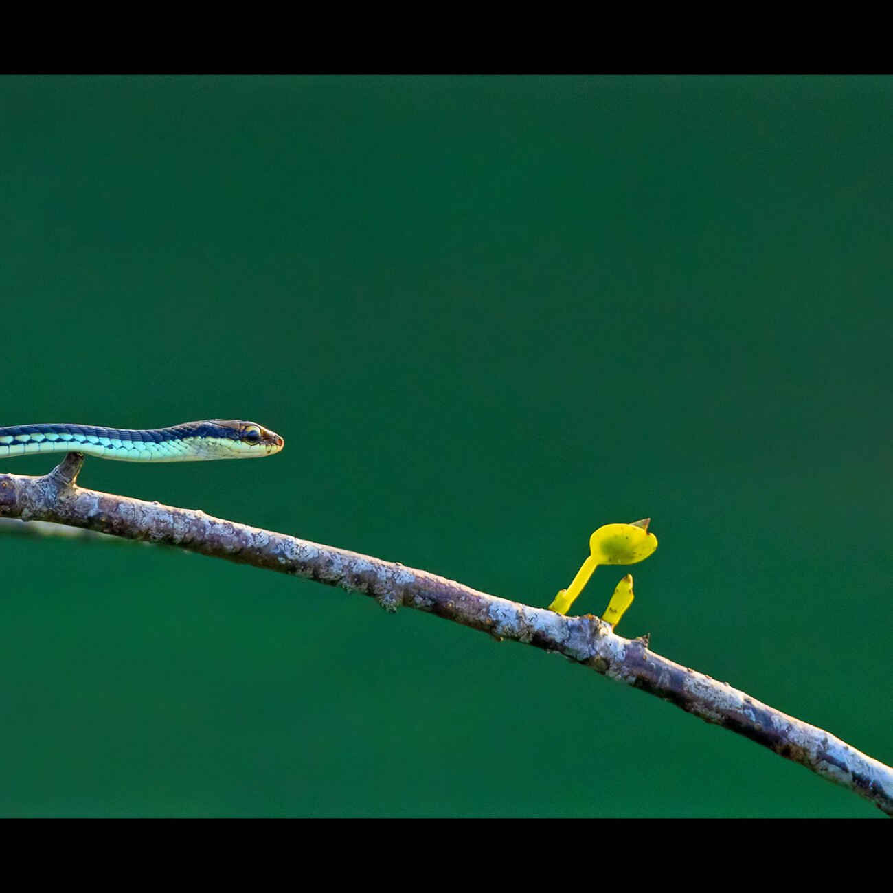 Snake