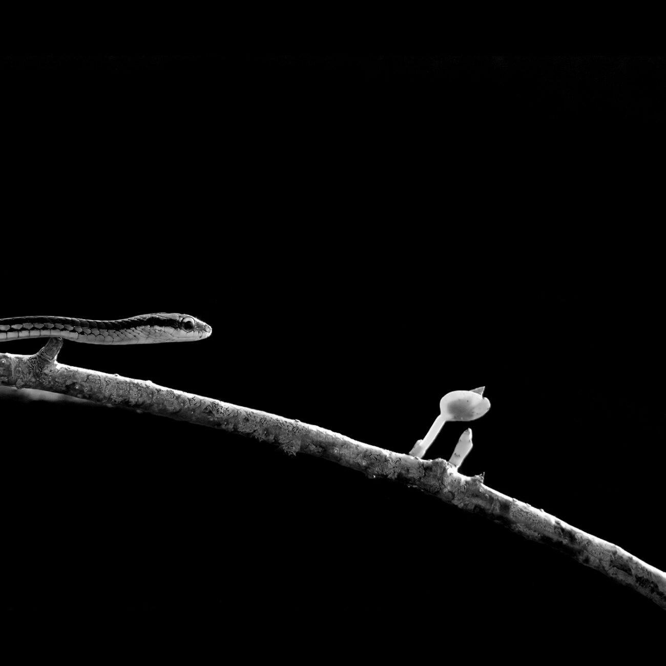 Snake