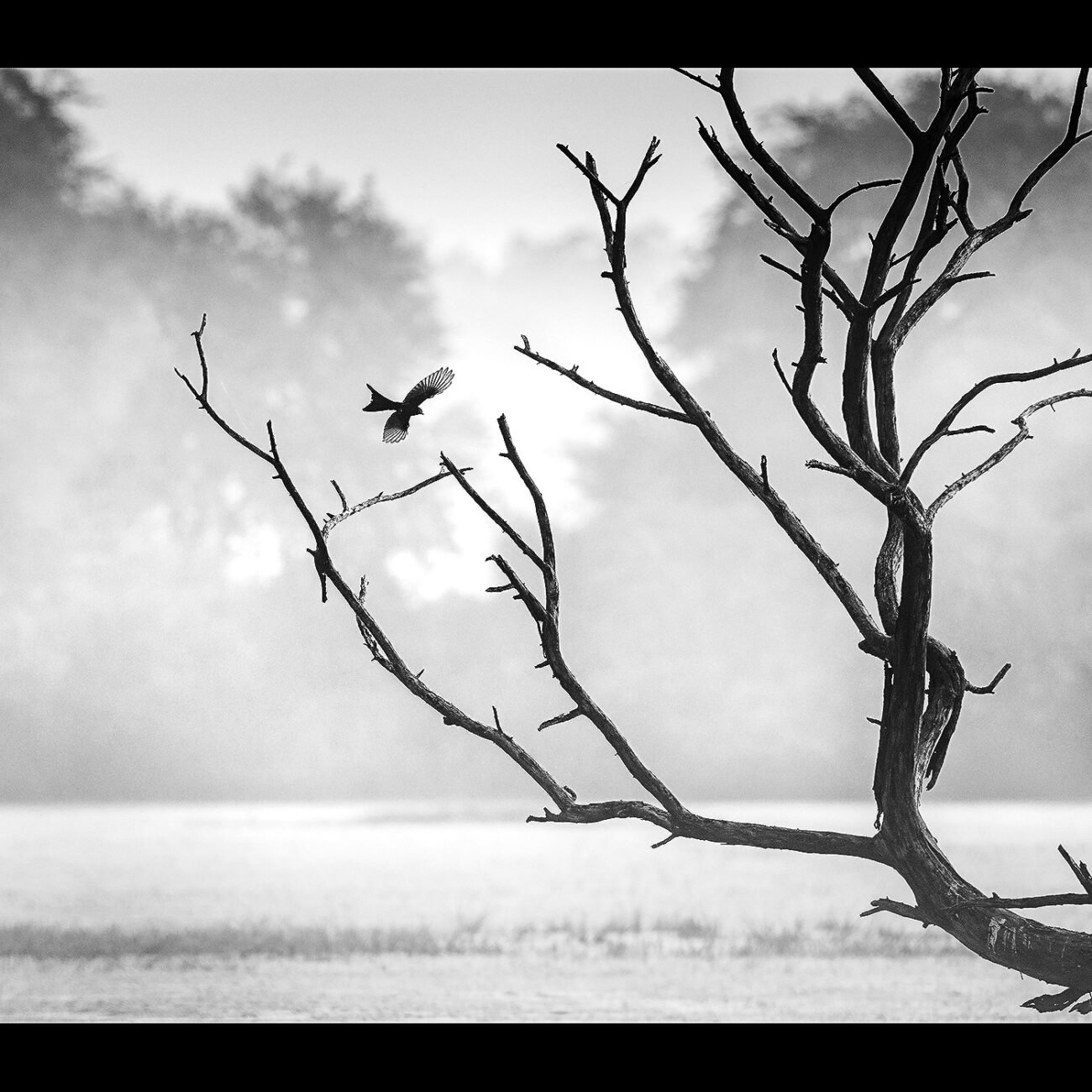 Cormorant and kingfisher