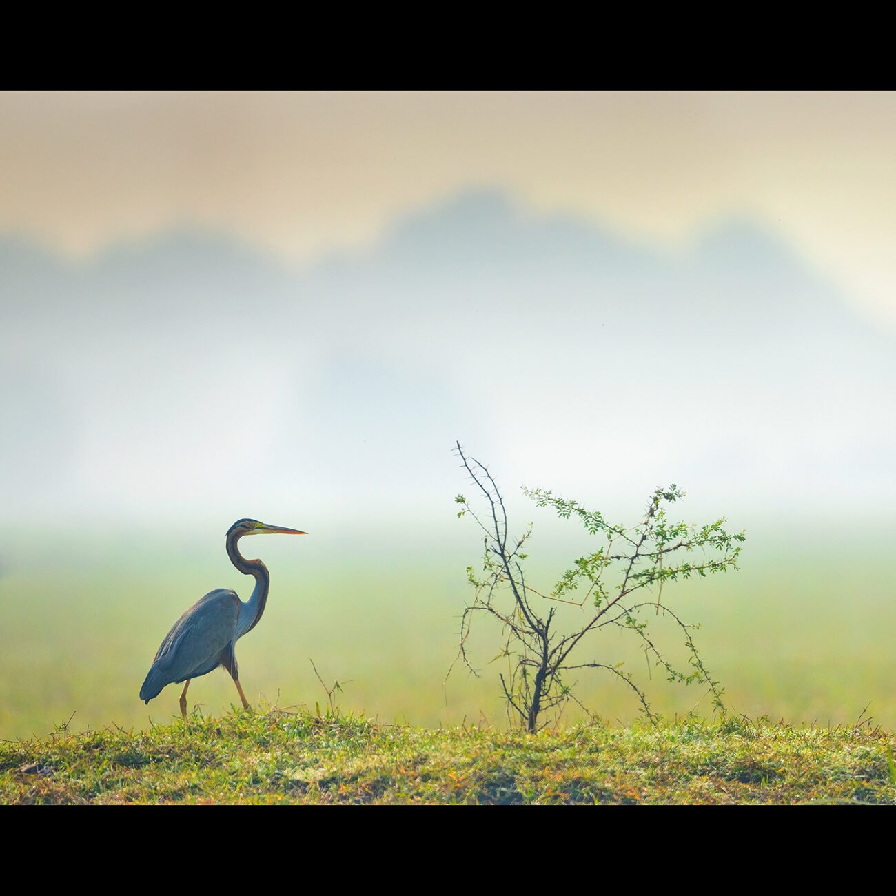 Heron, Bharatpur