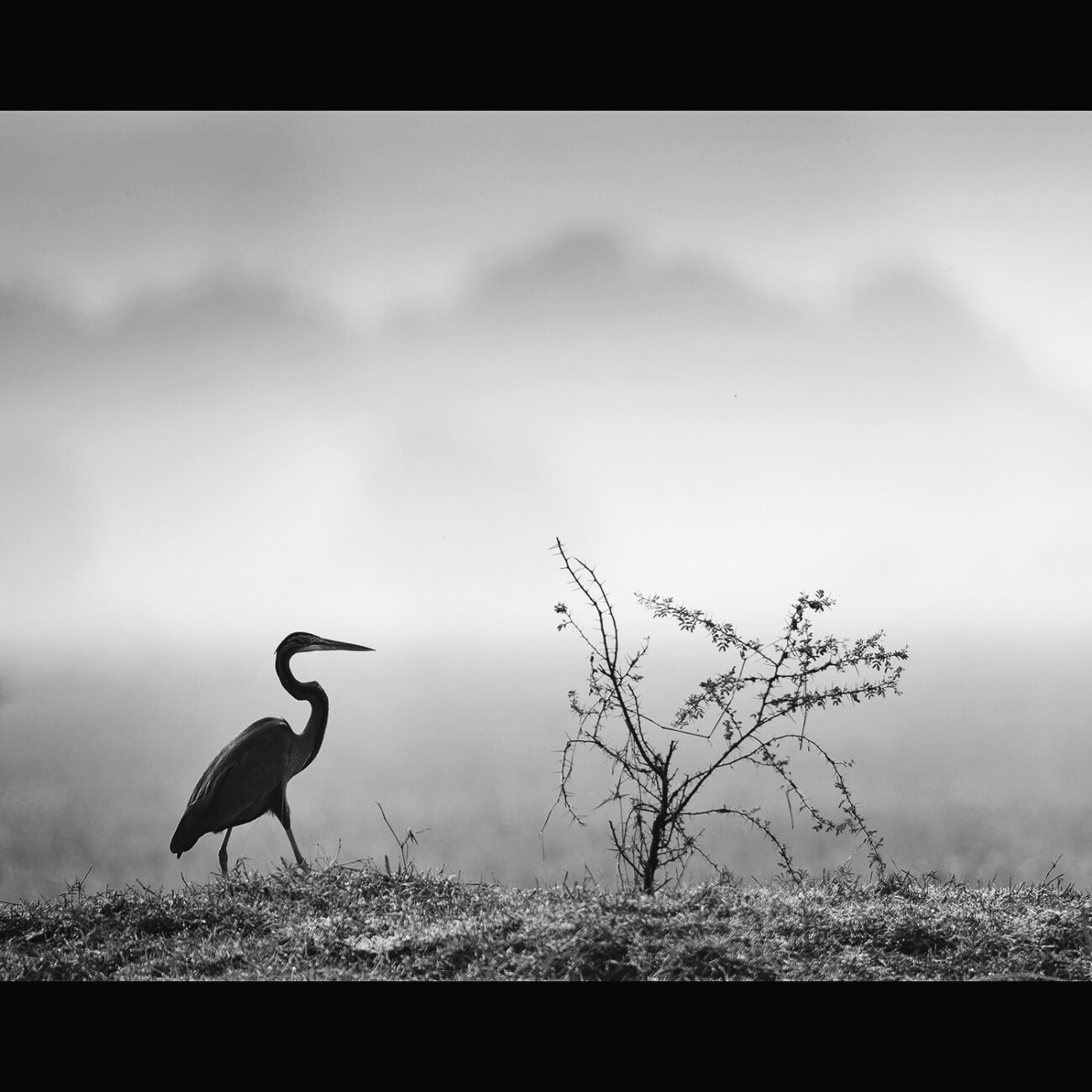 Heron, Bharatpur