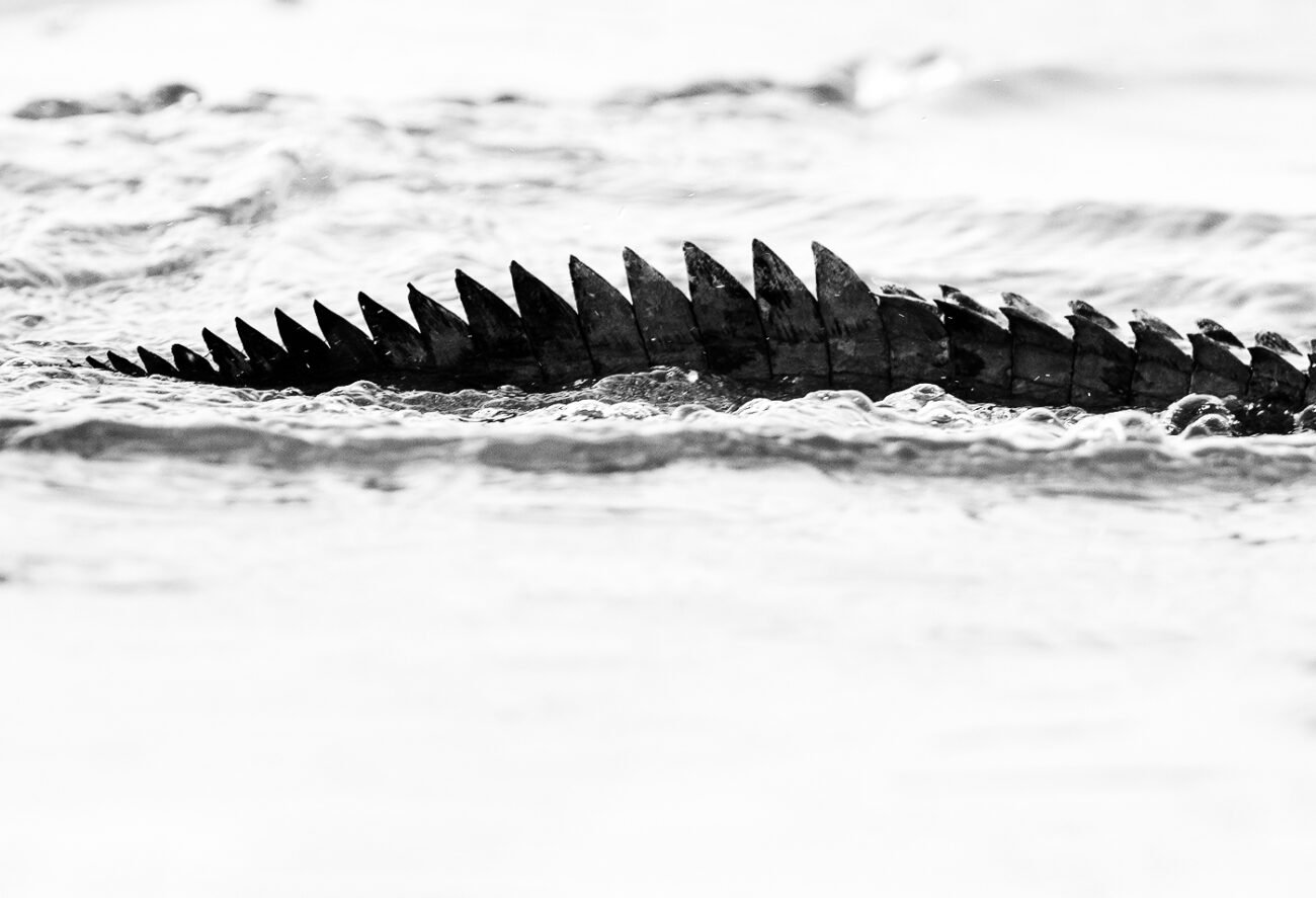 Chambal crocodile