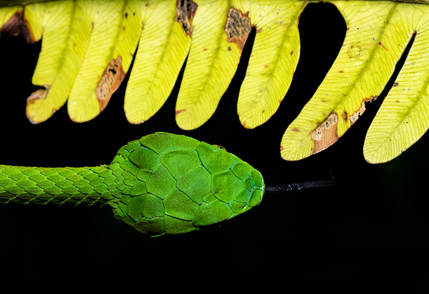 Read more about the article Large scale pit viper, munnar