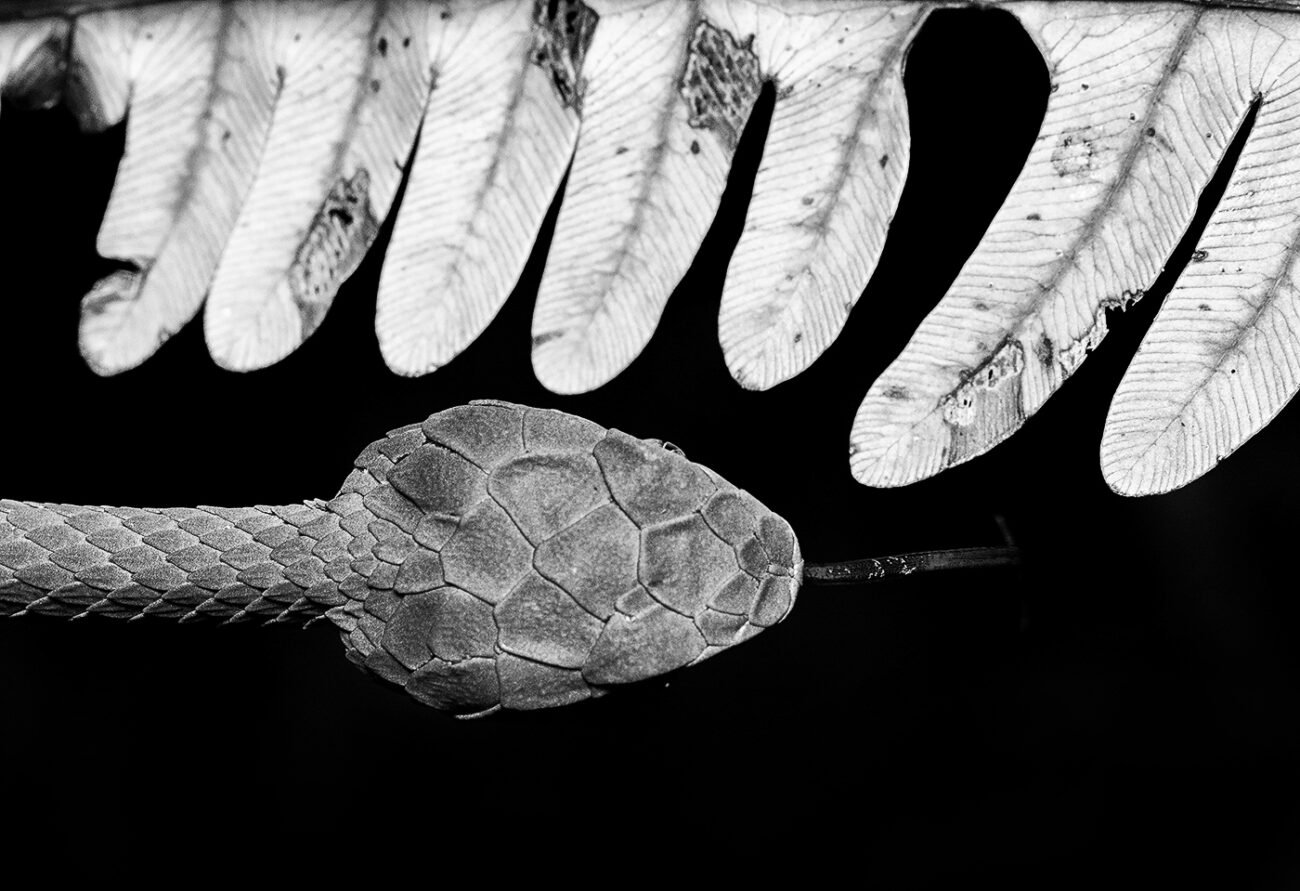 Large scale pit viper,  munnar