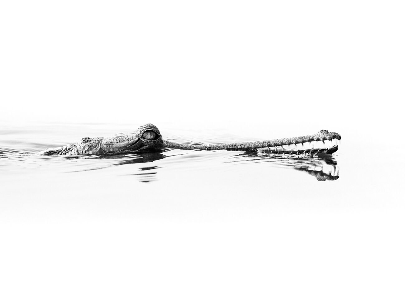 Gharial Chambal