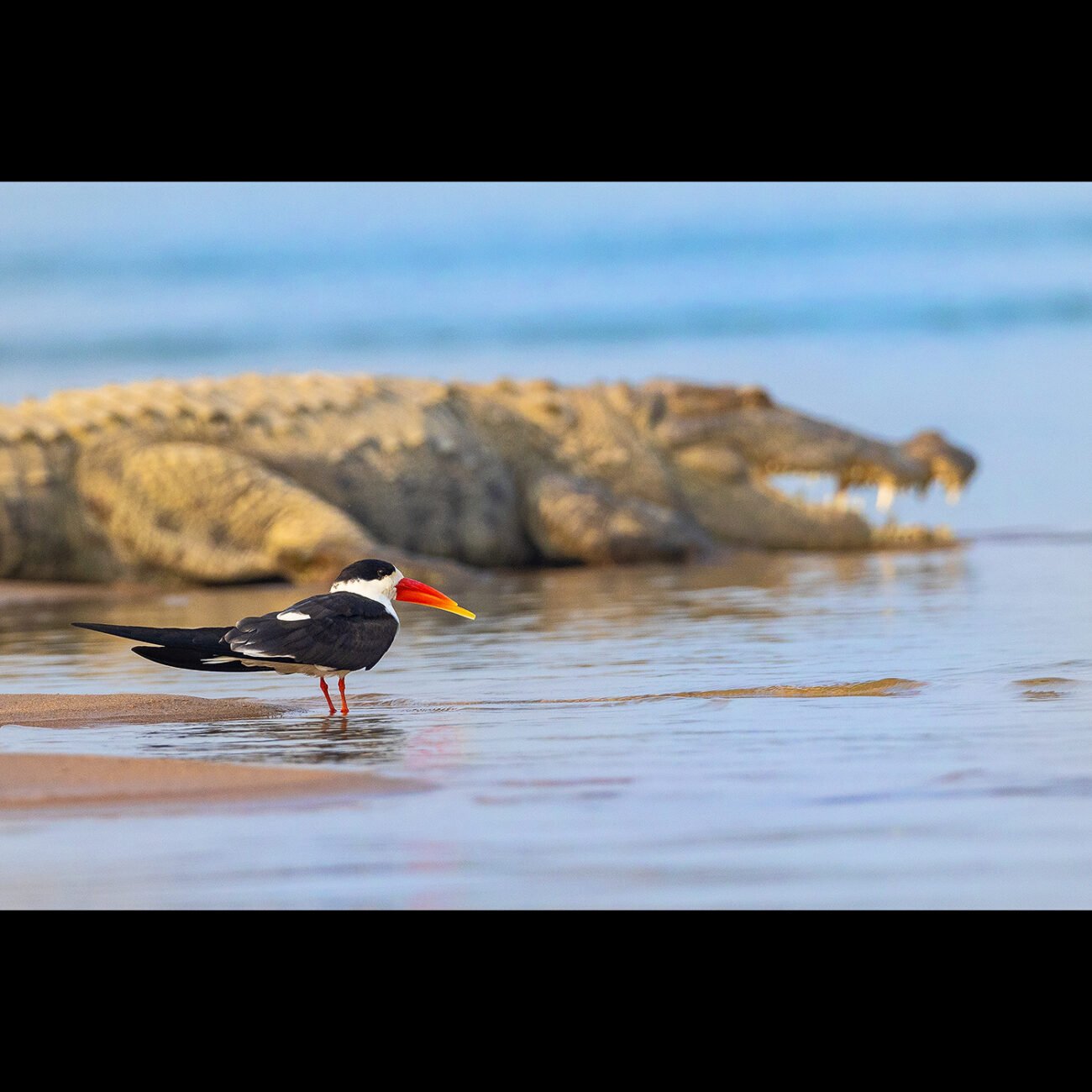 Two Beaks