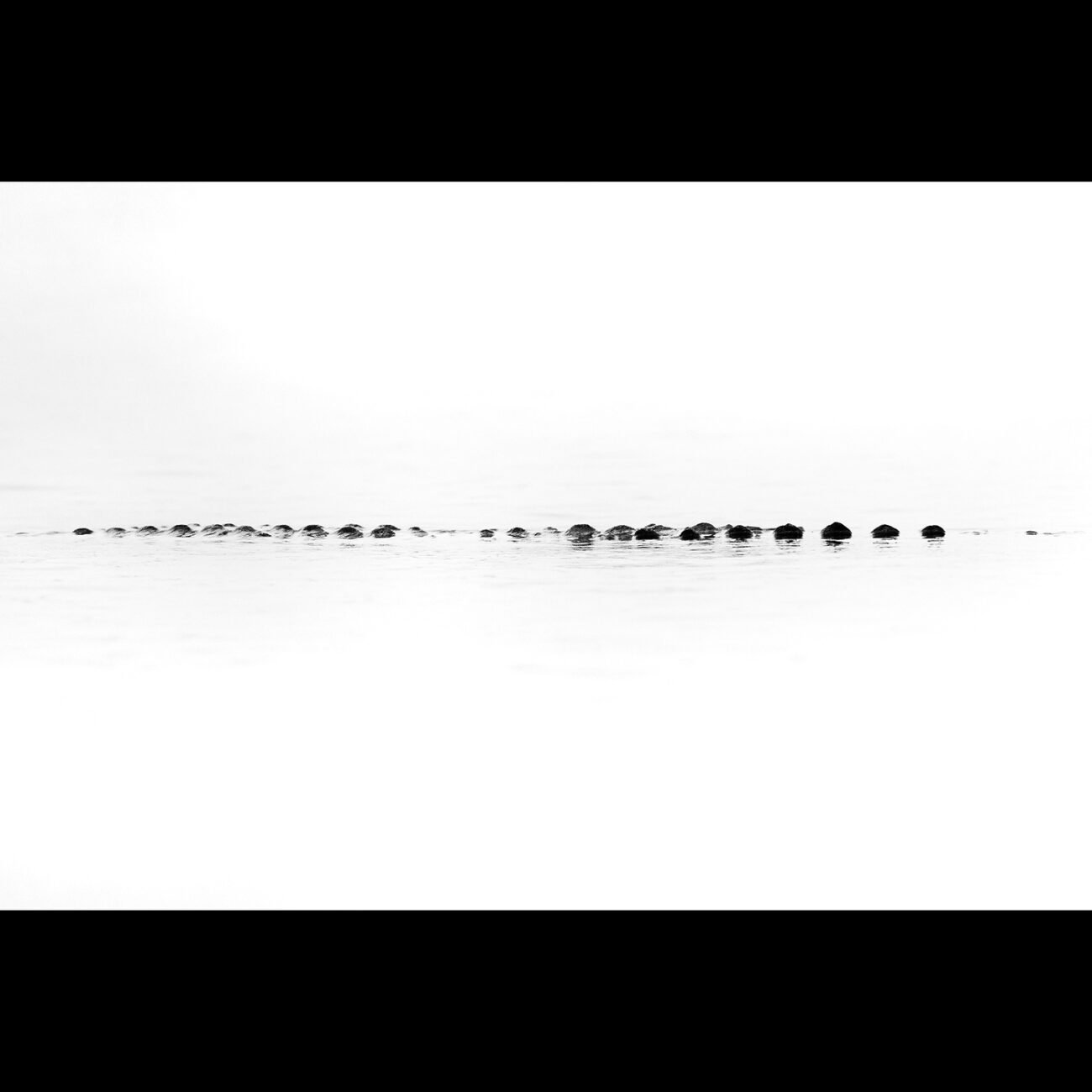 Chambal crocodile