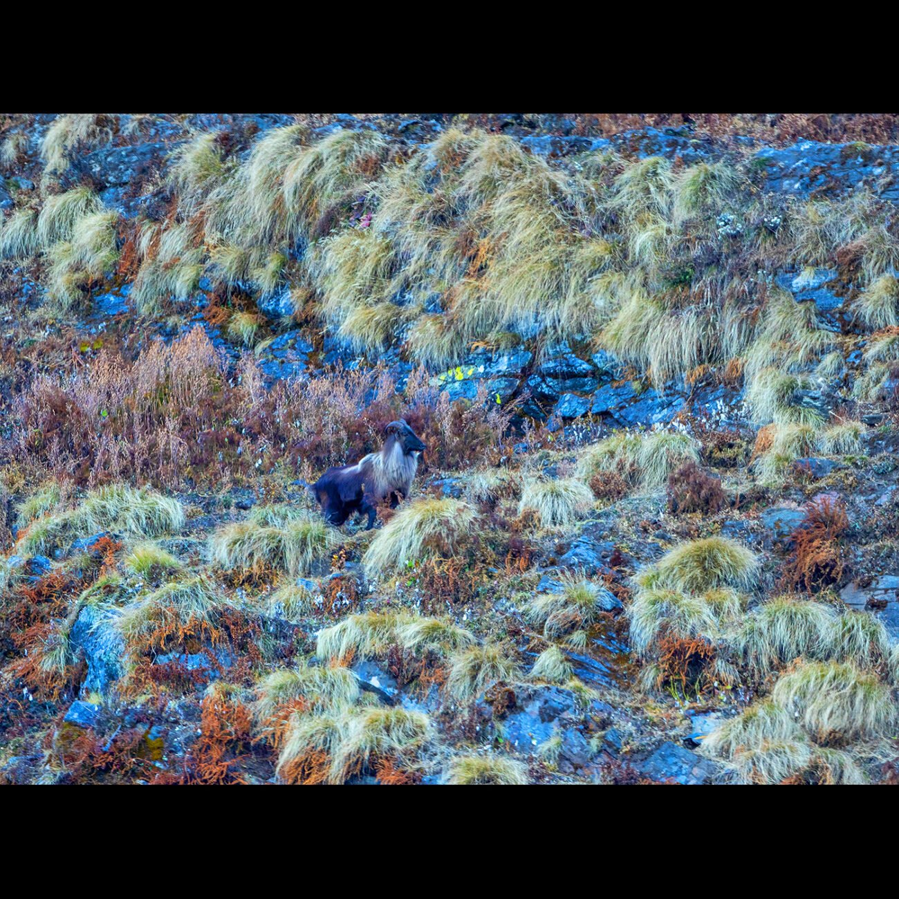 Himalayan Thar, Chopta