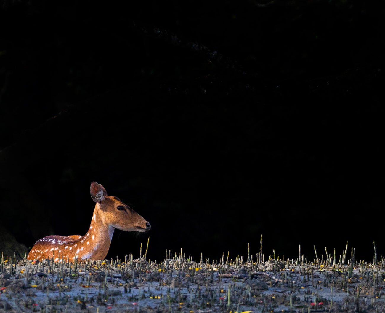Deer