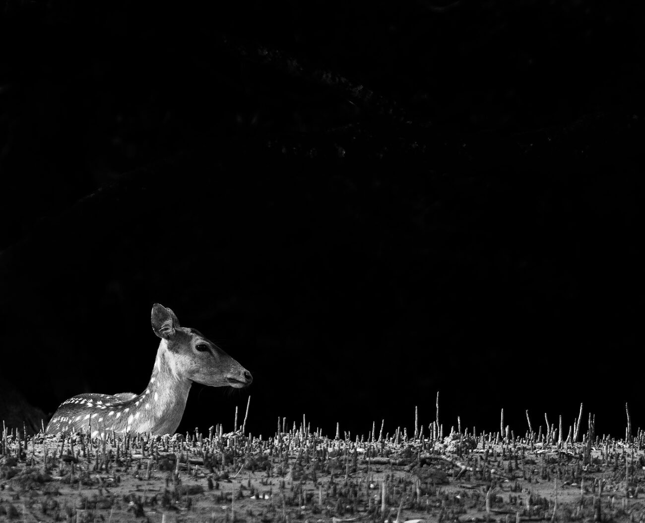 lonely deer
