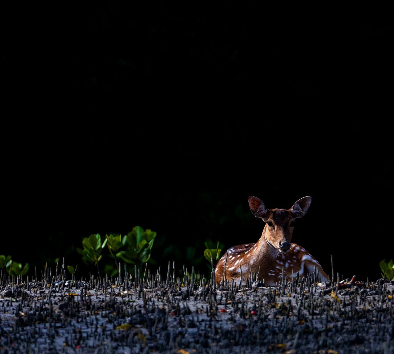 Alert deer