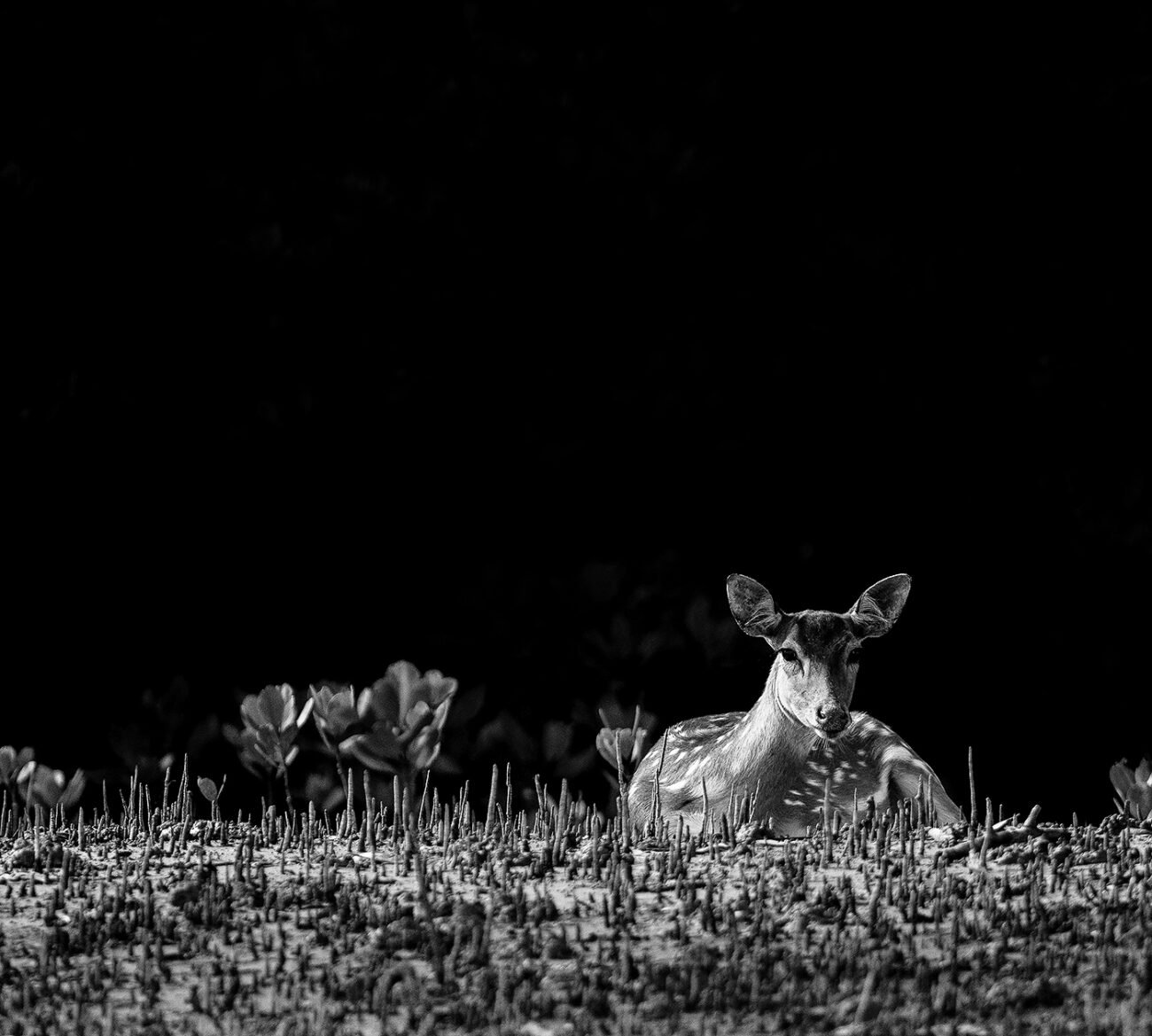 Alert deer