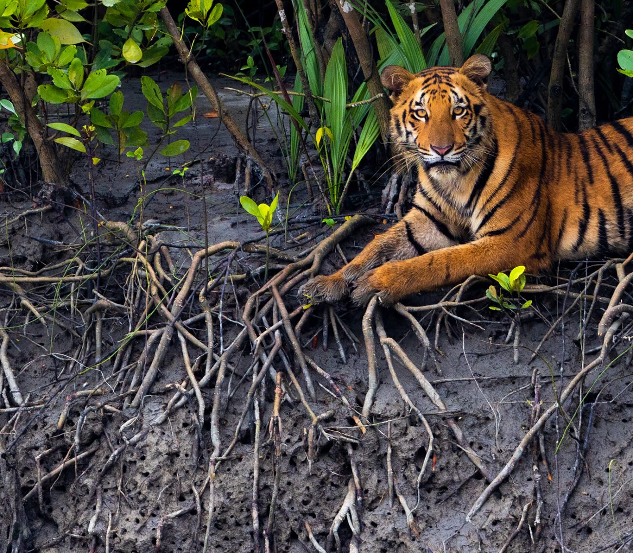 Tiger cub