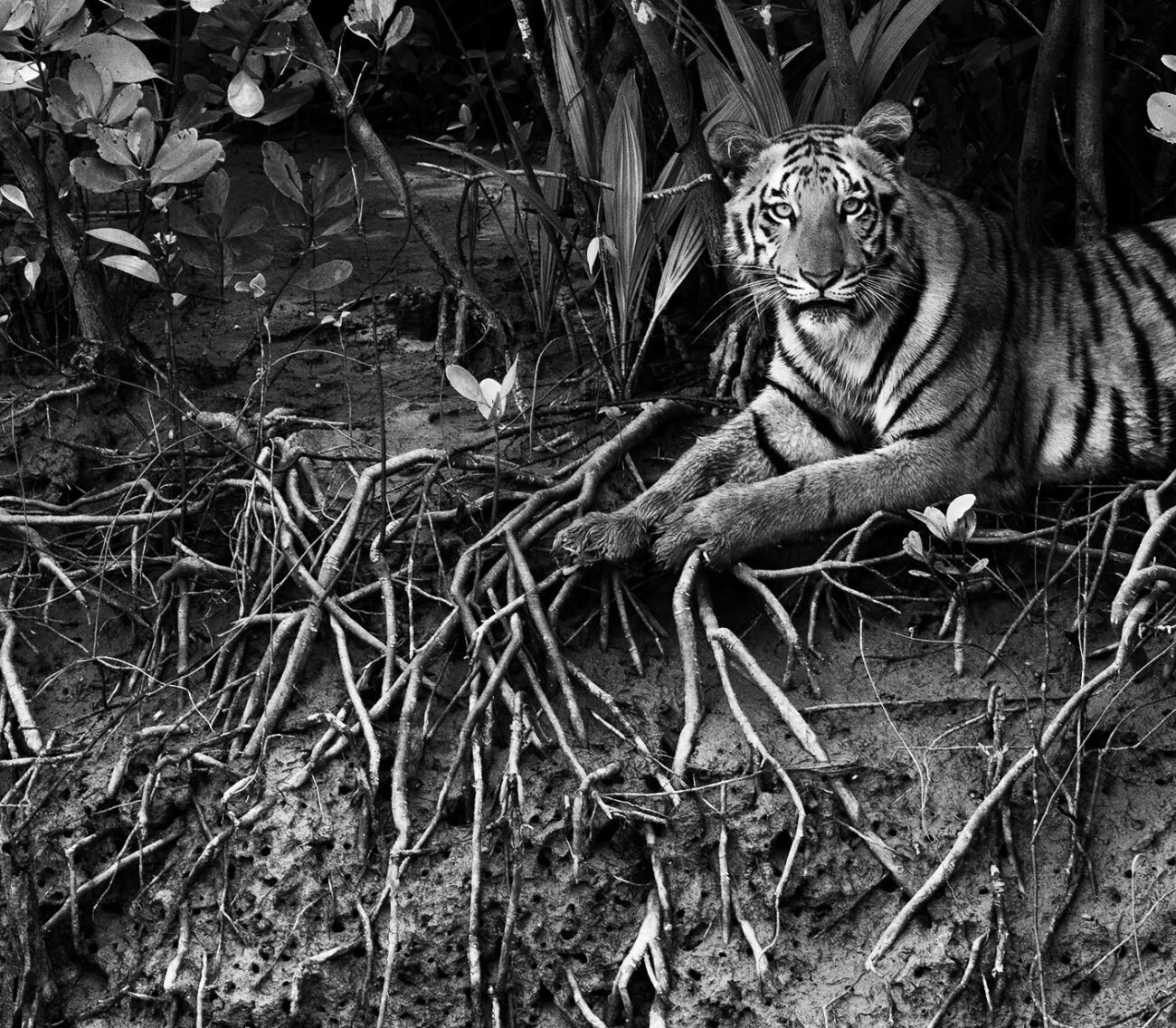 Tiger cub