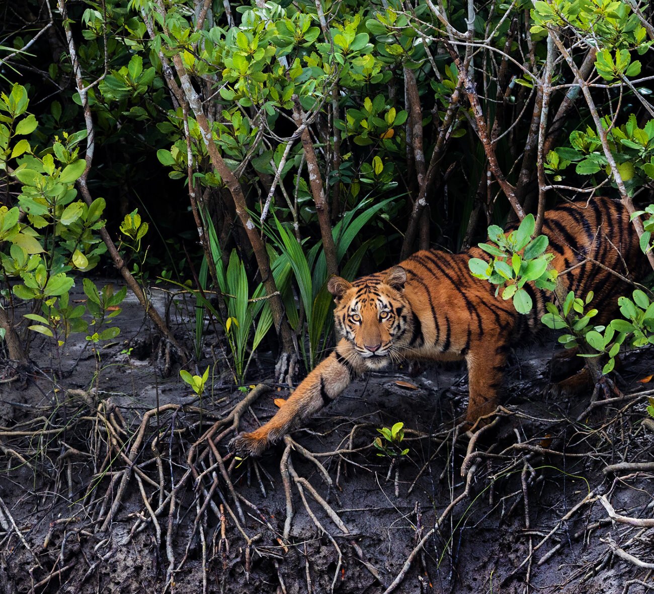 Angry Tiger