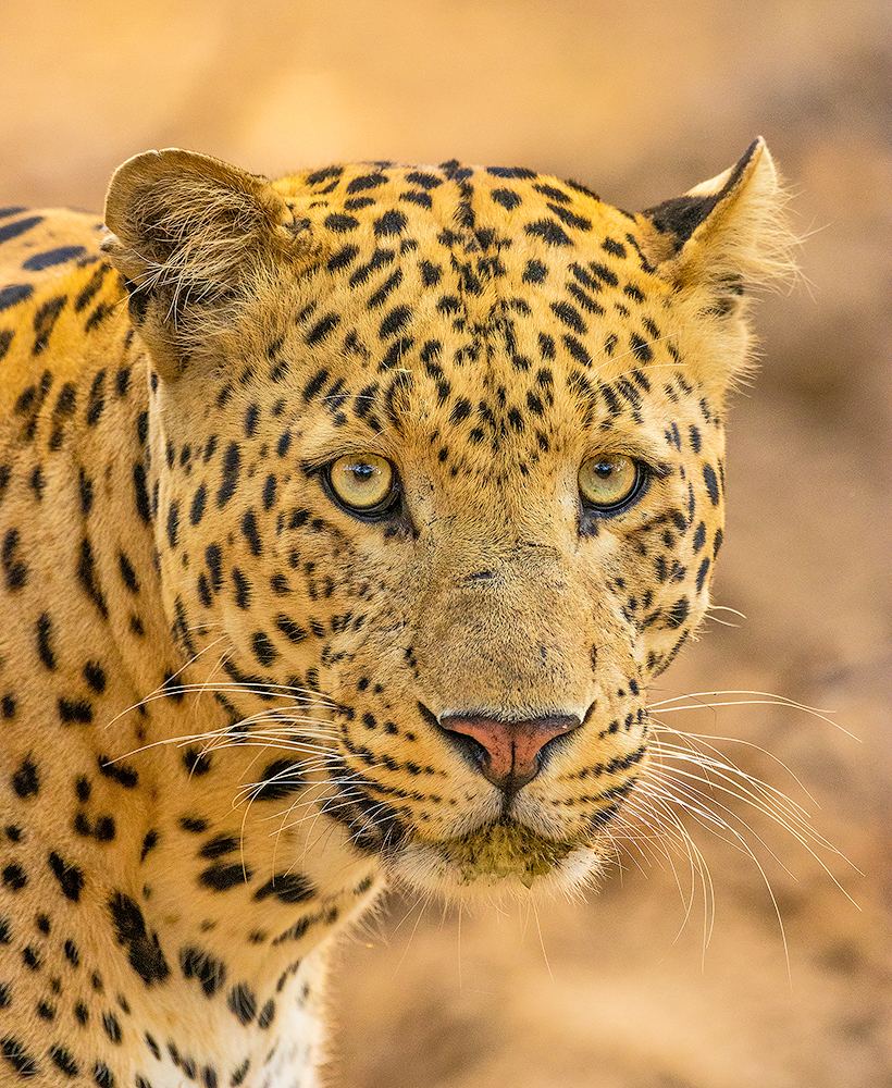 Read more about the article Leopard, poster boy of Jhalana