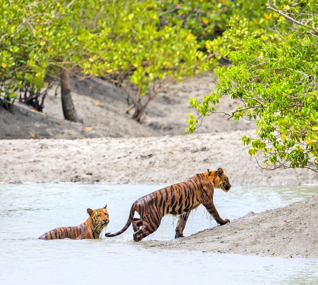 Tiger cubs