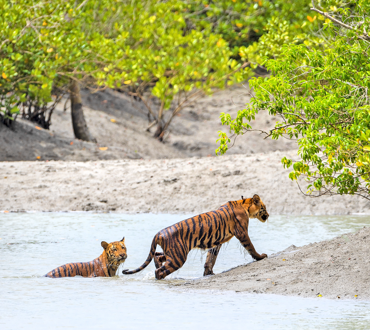 Read more about the article Tiger cubs