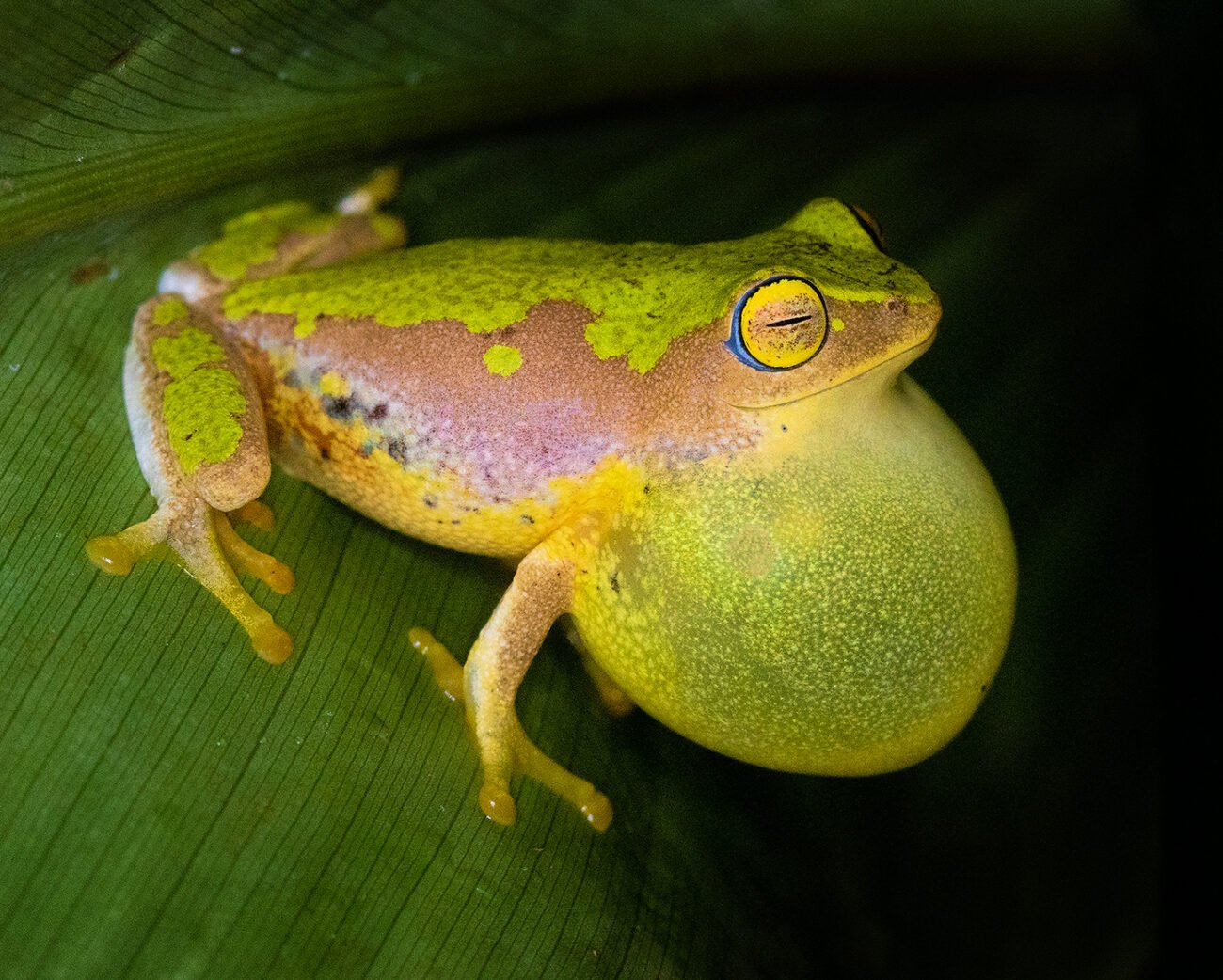 Frog calling,  munnar