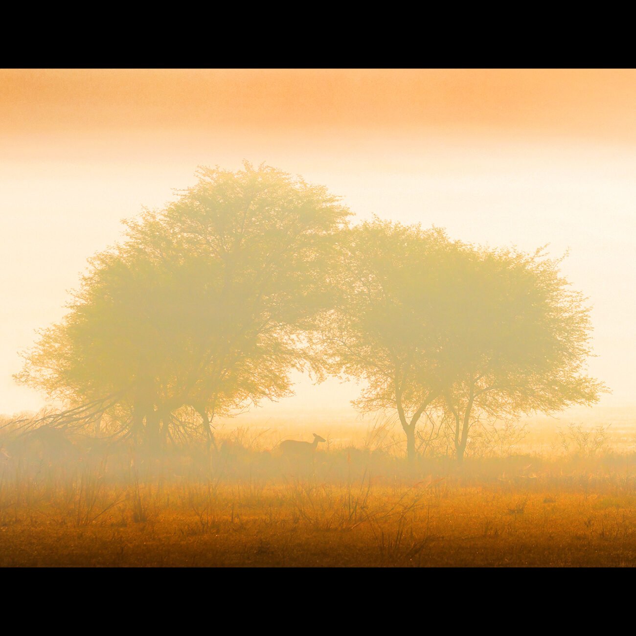 Deer, Bharatpur