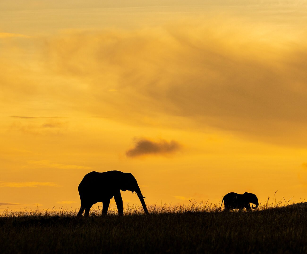 Elephants