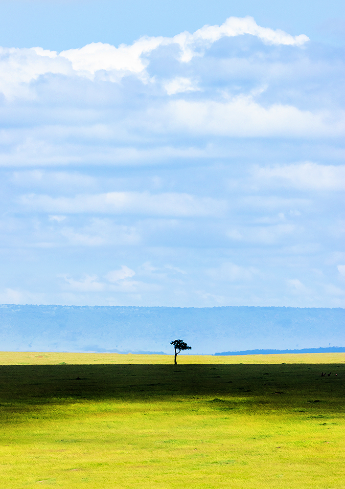 Read more about the article Lonely tree