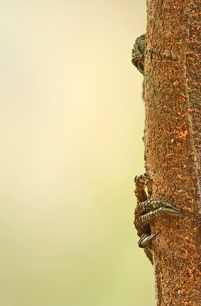 Read more about the article Anamalai Salea, munnar