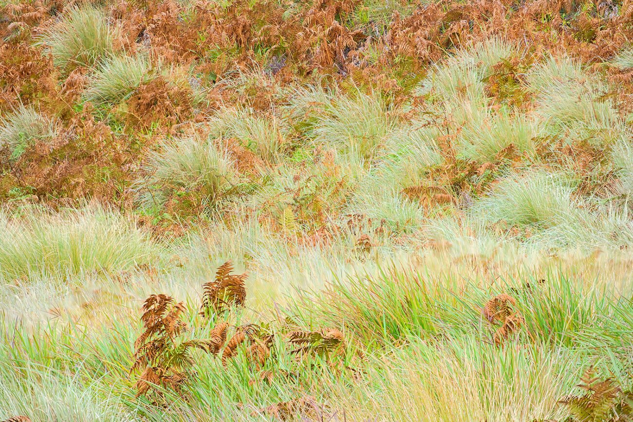Munnar grassland