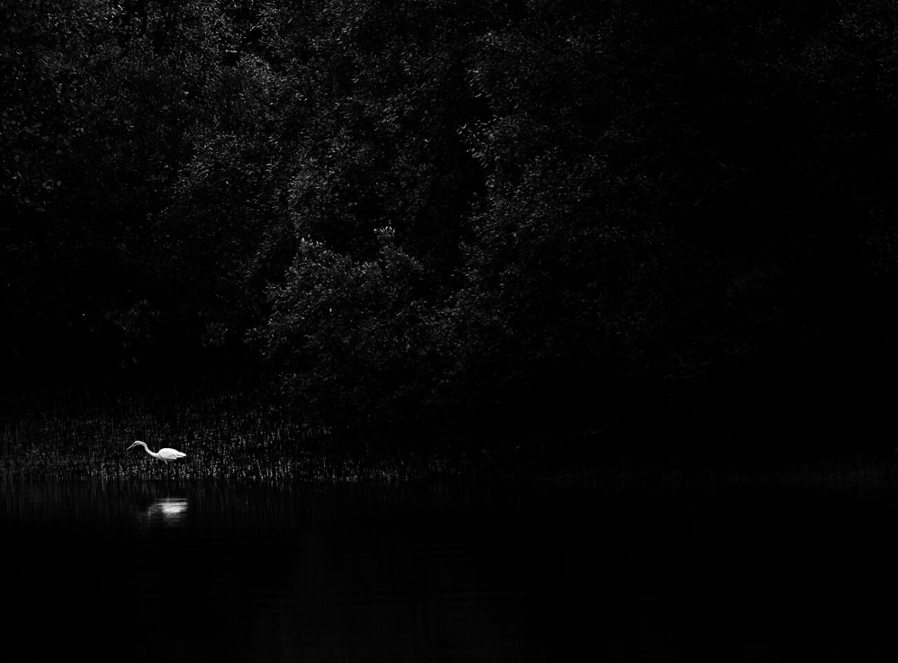 Lonely egret