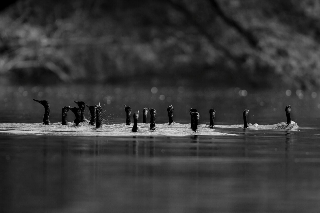 Searching cormorants