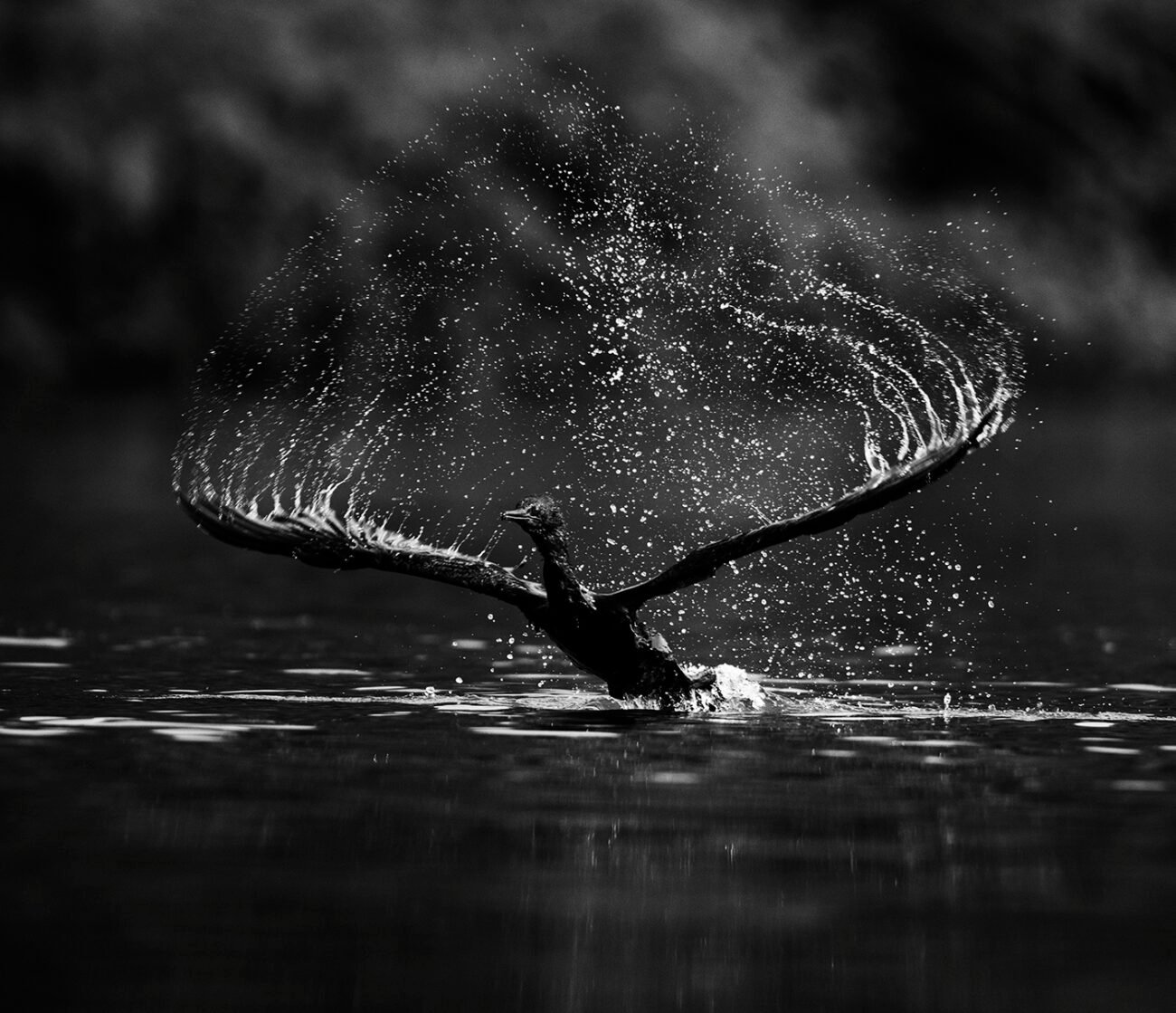 Black angel