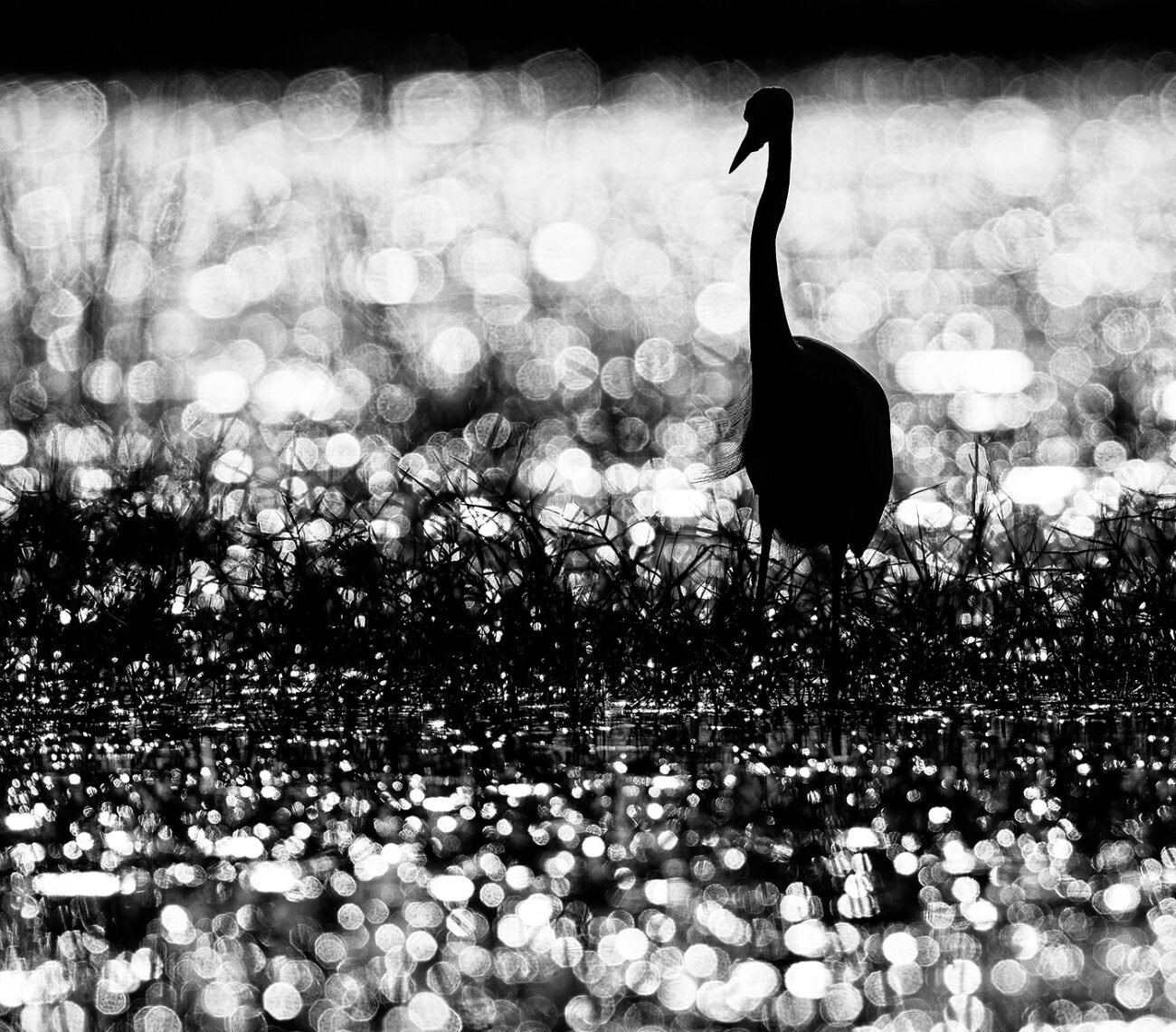 Diamond egret
