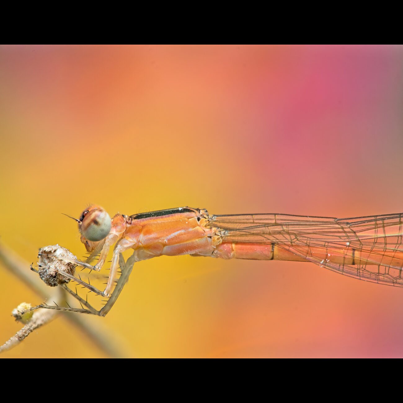 Rainbow damselfly, Bengaluru