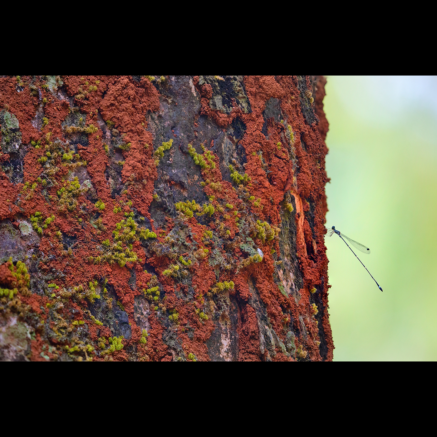 Read more about the article Damselfly, Coorg