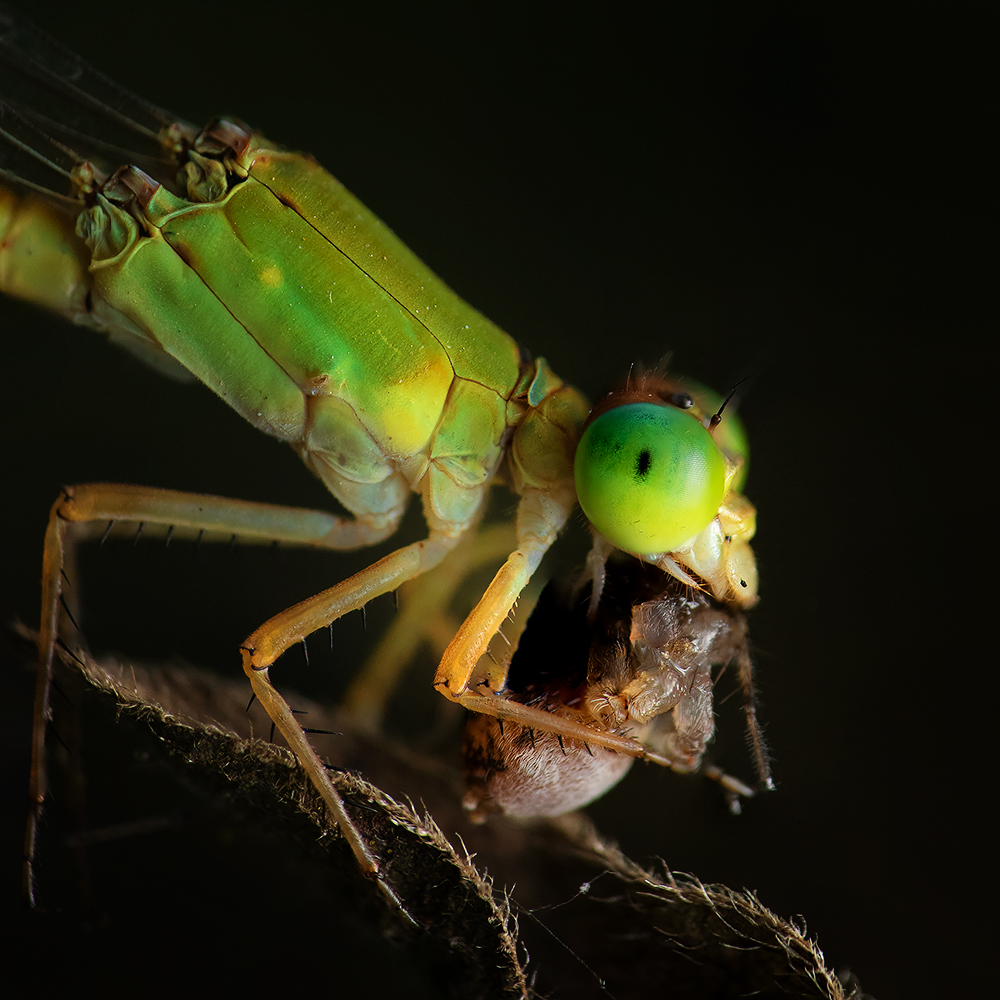 Read more about the article Damselfly, Bengaluru